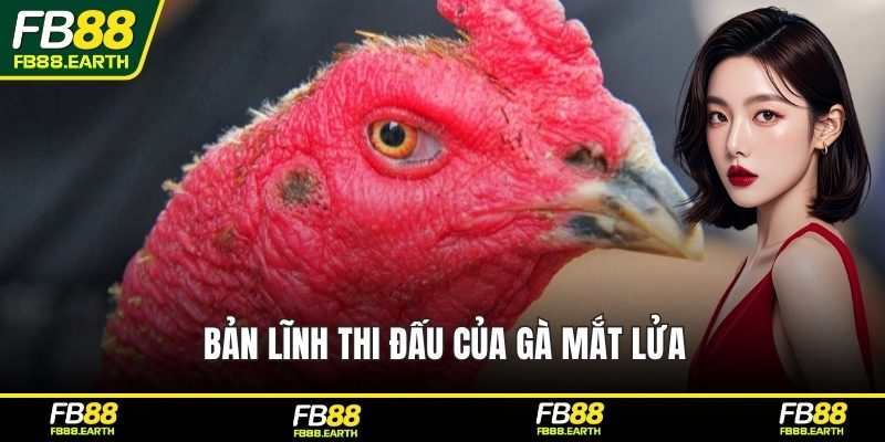 Bản lĩnh thi đấu của gà mắt lửa