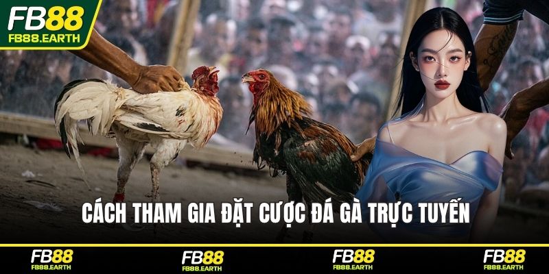 Cách tham gia đặt cược đá gà trực tuyến