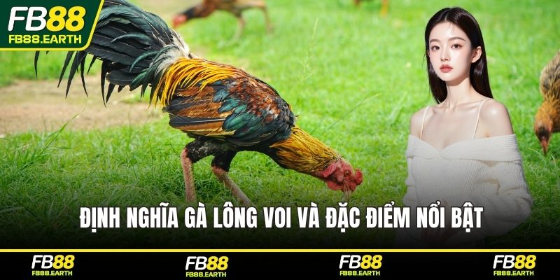 Định nghĩa gà lông voi và đặc điểm nổi bật