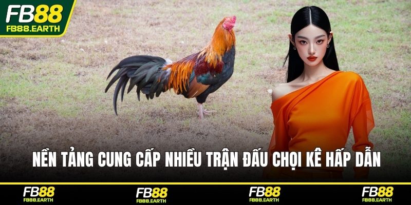 Nền tảng cung cấp nhiều trận đấu chọi kê hấp dẫn