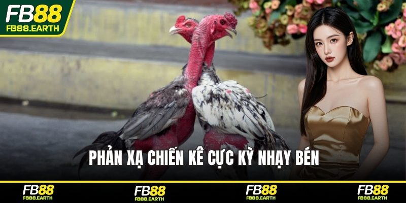 Phản xạ chiến kê cực kỳ nhạy bén