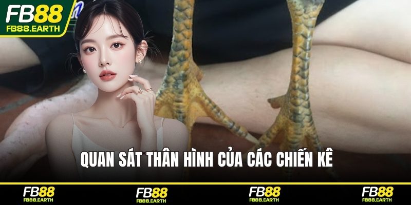 Quan sát thân hình của các chiến kê
