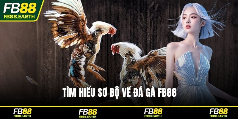 Tìm hiểu sơ bộ về đá gà FB88