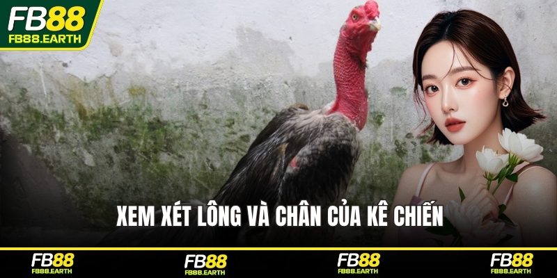 Xem xét lông và chân của kê chiến